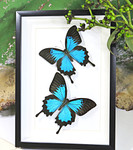 Australian butterfly Bits & Bugs Papilio ulysses