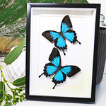Australian butterfly Bits & Bugs Papilio ulysses