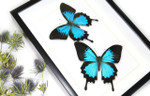 Australian butterfly Bits & Bugs Papilio ulysses