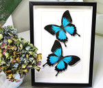 Australian butterfly Bits & Bugs Papilio ulysses