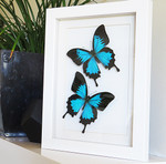 Australian butterfly Bits & Bugs Papilio ulysses