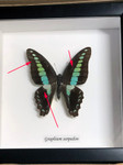 Graphium sarpedon ( special )