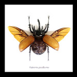 Eupatorus gracilicornis Rhinoceros beetle beetle insect taxidermy entomology bug 