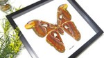Attacus atlas  Bits & Bugs