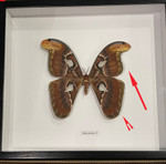 Attacus atlas female # W3 ( special  )