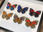 Prepona Hybrids (  not for sale )