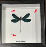 Dragonfly blue  ( special )