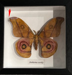  Antherina suraka  # 15 ( special )