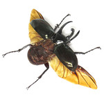 Chalcosoma caucasus