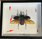 Chalcosoma caucasus male XL open #5( special )