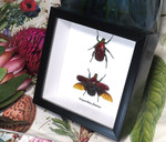 Torynorrhina flammea