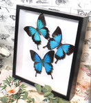 Papilio ulysses 3 sp. sweep