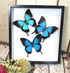 Papilio ulysses 3 sp. sweep