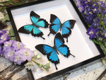 Papilio ulysses 3 sp. sweep