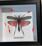  Phymateus saxosus # A7 ( special )