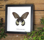 Atrophaneura priapus priapus female