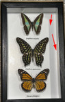 Australian butterflies (special )