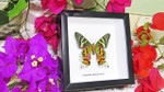 Sunset moth framed Chrysiridia rhipheus  Bits&Bugs 