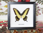 Papilio lycrophon