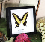 Papilio lycrophon