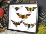 Cicada  5 combination