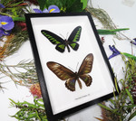 Trogonoptera brookiana 