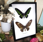 Trogonoptera brookiana 