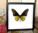 Troides helena