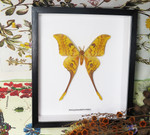 Actias groenendaeli acutapex