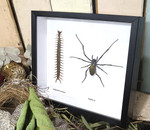 Nephlia spider + centipede