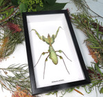Idolomantis diabolica