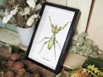 Idolomantis diabolica