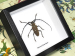 Batocera laena laena