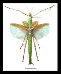 Stick insect framed Eurycnema versirubra Bits & Bugs