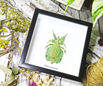leaf insect bug taxidermy interiors Phyllium pulchrifolium bitsandbugs
