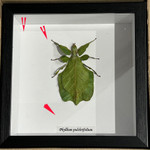  Phyllium pulchrifolium# 20  ( special )