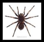 spider arachnid insect Acanthoscurria juruenicola  Bits & Bugs  