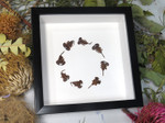 Scorpion  circle