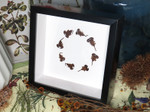 Scorpion  circle
