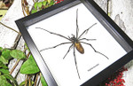 Spiders archnids insects Nephlia maculata Bits & Bugs