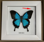 Papilio ulysses white  ( special )