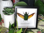 Mecynorrhina torquata immaculicollis female
