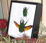 Mecynorrhina torquata immaculicollis