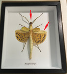 Paracyphocrania major # T6( special )