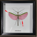 Marmessoidea rosea # RE  ( special )