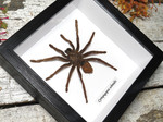 Cyriopagopus schmiditi