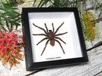 Cyriopagopus schmiditi