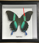 Papilio blumei # 18 ( special )
