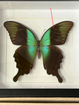 Papilio peranthus adamantius ( special )