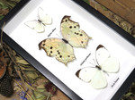  White Butterfly trio